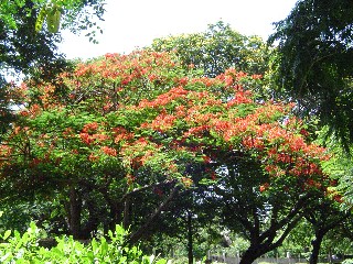 Flame Tree